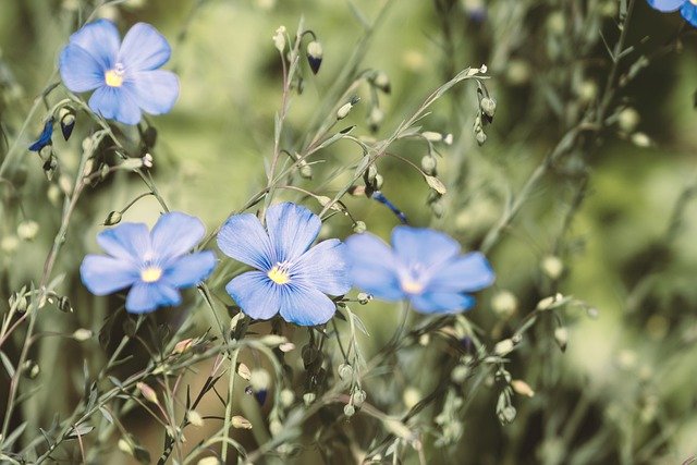 Blue Flax - Native perennial
