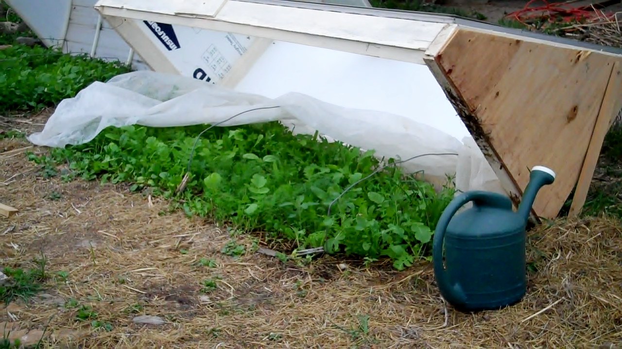 A double layer cold frame full of greens