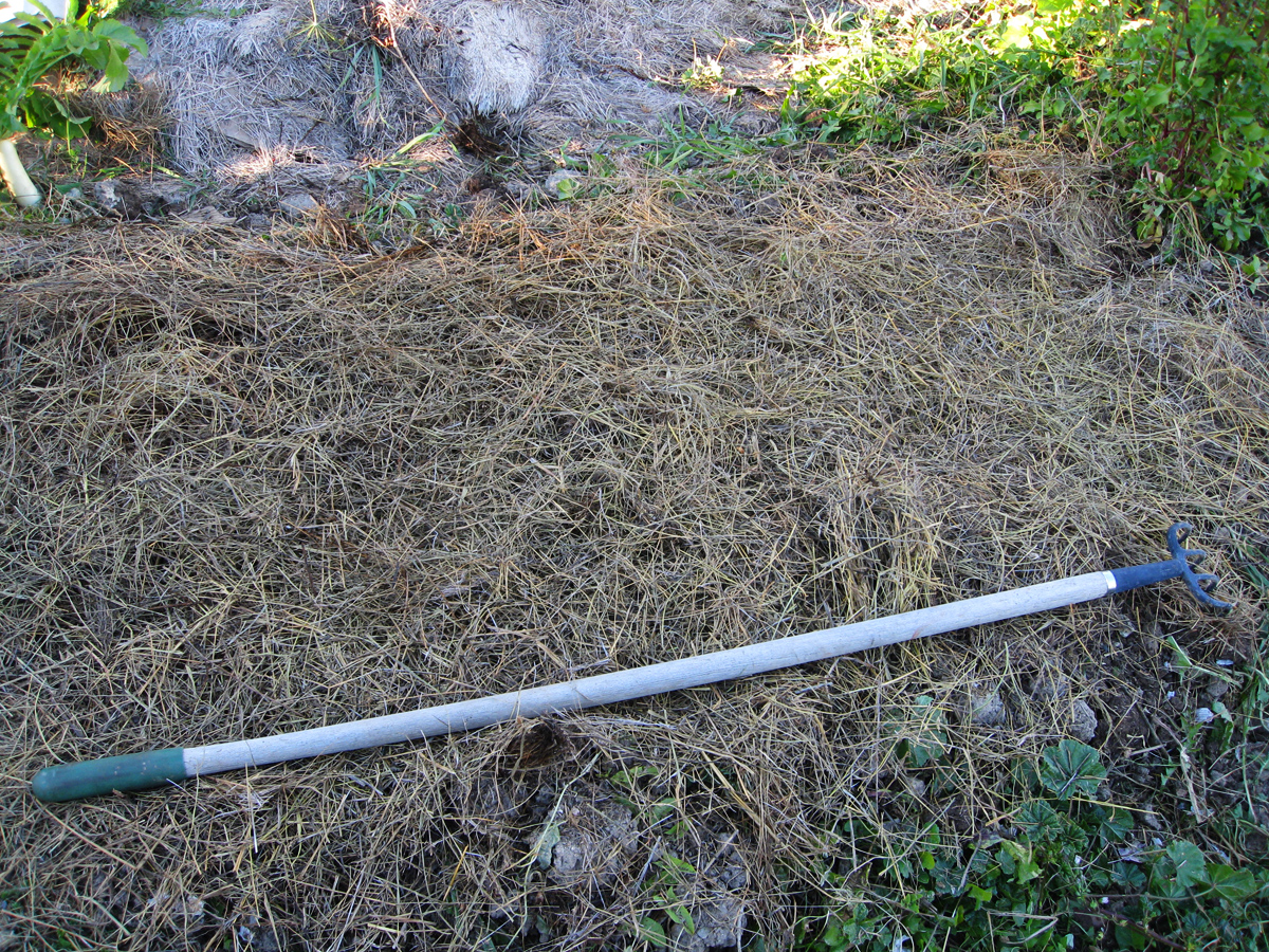 Thin mulch layer over cover crop. AJ Designs