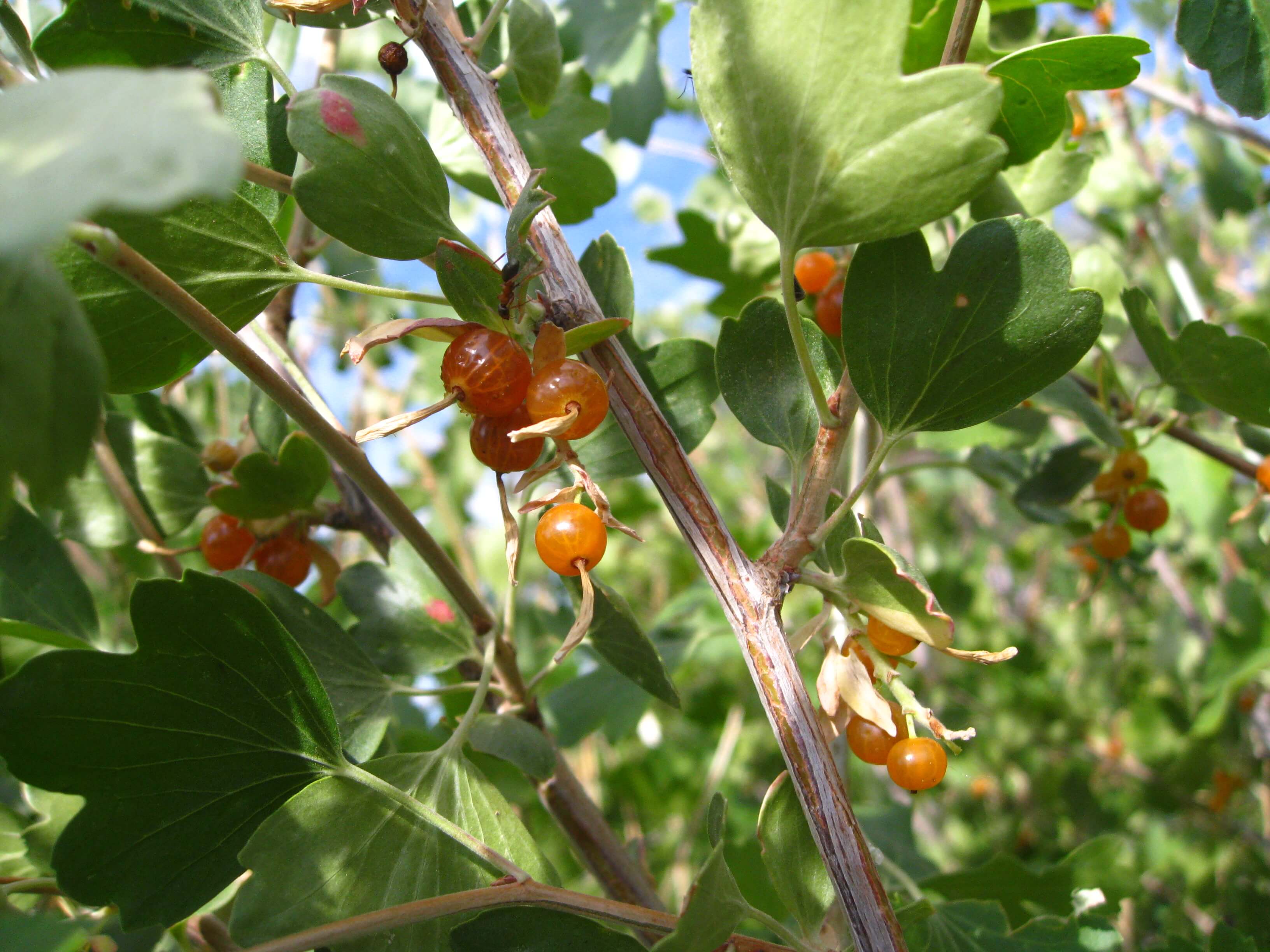 westerncoloradonativegoldencurrant AJ Designs